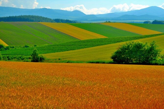 Furano & Biei 4 Hour Tour: English Speaking Driver Only, No Guide - Driver Information
