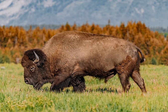 Grand Teton: Private Sunrise Tour - Tour Duration and Accessibility