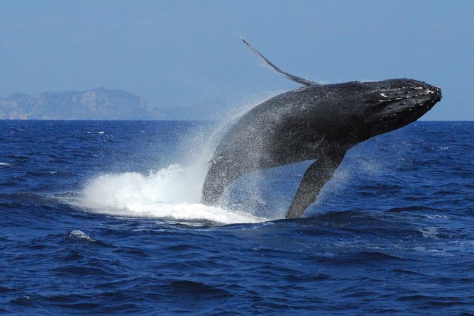 Great Whale Watching at Kerama Islands and Zamami Island - Whale Watching at Zamami Island