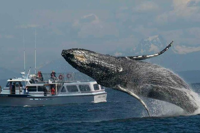 Guaranteed Whale Watching Tour - Experience Highlights