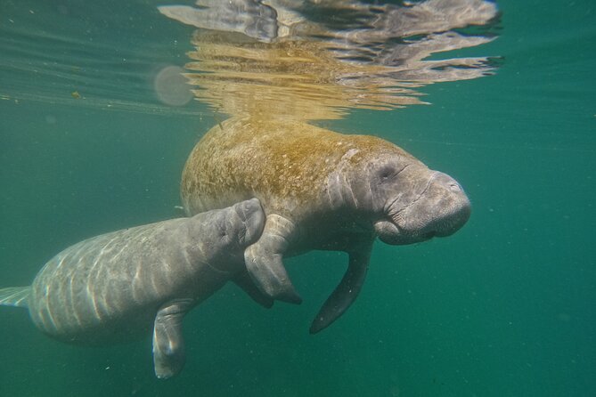 Guided Crystal River Manatee Snorkeling Tour - Snorkeling Equipment