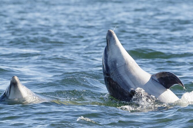 Guided Dolphin Watching in the Arrábida Natural Park - Highlights of the Tour