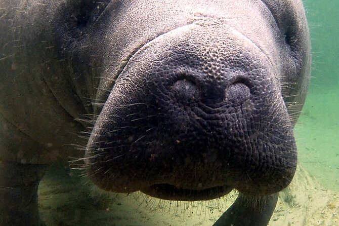 Guided Kayaking Manatee Tour Review - Inclusions