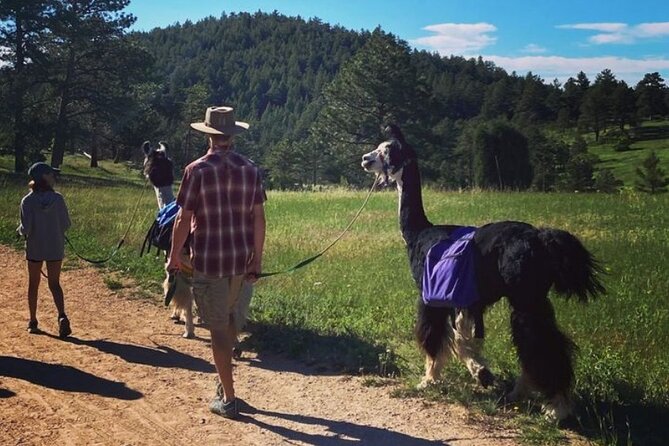 Guided Llama Hike in the Rocky Mountains - Location and Meeting Details