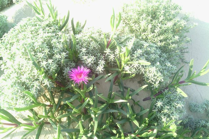 Guided Marine Walk: - Sardinia Bay (Marine Protected Area) - 2 Hours - Wildlife Encounters
