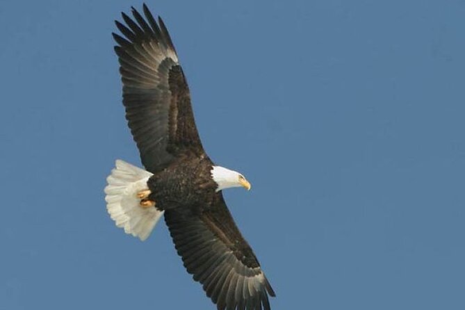 Guided Scenic Float Day Trip on the Salmon River - Wildlife and Scenery