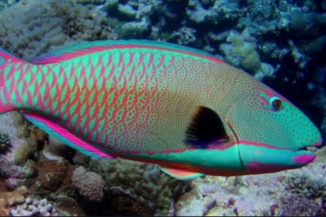 Guided Snorkeling for Beginners With Flotation Wetsuit - Meeting Location and Check-in