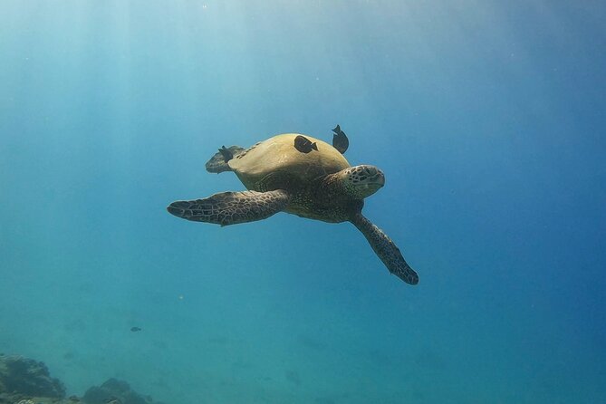 Guided Waikiki Turtle Snorkeling Review - Meeting and Pickup Details