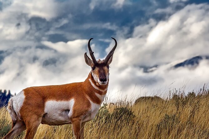 Guided Yellowstone Wildlife Tour Review - Meeting and Scheduling Details