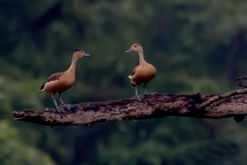 Habarana: Guided Birdwatching Tour - Experience Highlights