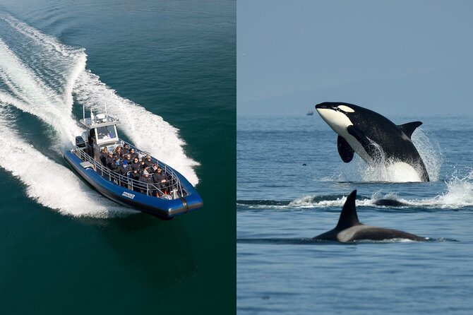 Half-Day Anacortes Whale and Wildlife Watching Guided Adventure - Tour Details
