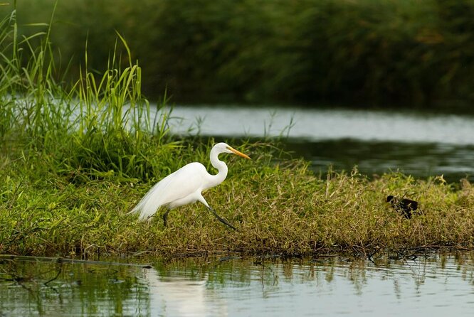Half-Day Bird Watching Endemics Activity in Los Cabos - Whats Included in the Tour