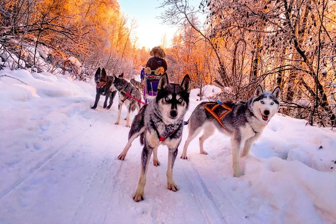 Half Day Drive Your Own Dog Team Dog Sledding Tour - Meeting Point