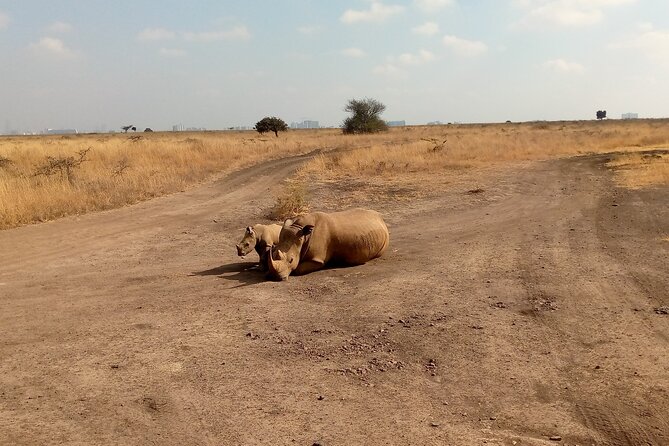 Half Day Morning or Afternoon Guided Tour : Nairobi National Park - Inclusions and Amenities