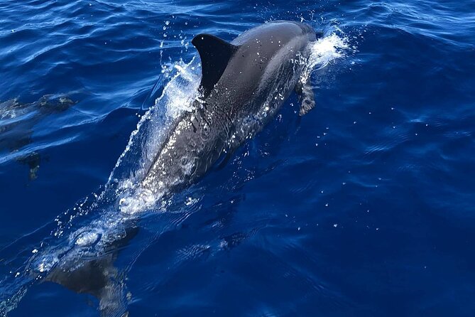 Half Day Private Cruise Tour With Snorkeling Review - Inclusions and Equipment