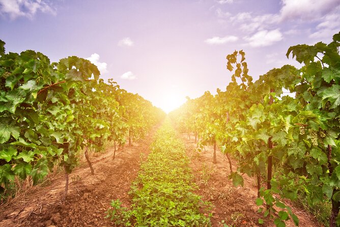 Half-Day Private Niagara County Wine Tour Experience - Transportation Details