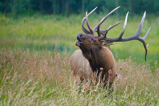 Half-Day Rocky Mountain National Park Mountains to Sky Tour - RMNPhotographer - Meeting and Pickup Information