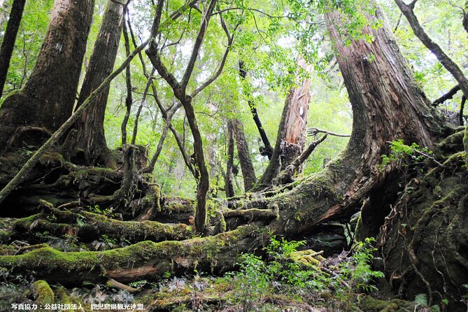 Half Day Walking Tour in Yakusugi Land - Pickup Information
