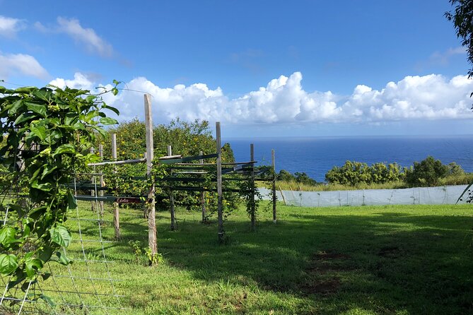 Hamakua Coast Farm Tour Review - Location and Meeting Point