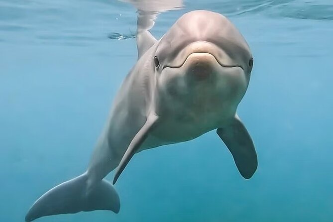 Hamata and Qulaan Islands Boat Tour With 3 Stops Snorkeling and Lunch - Inclusions and Amenities