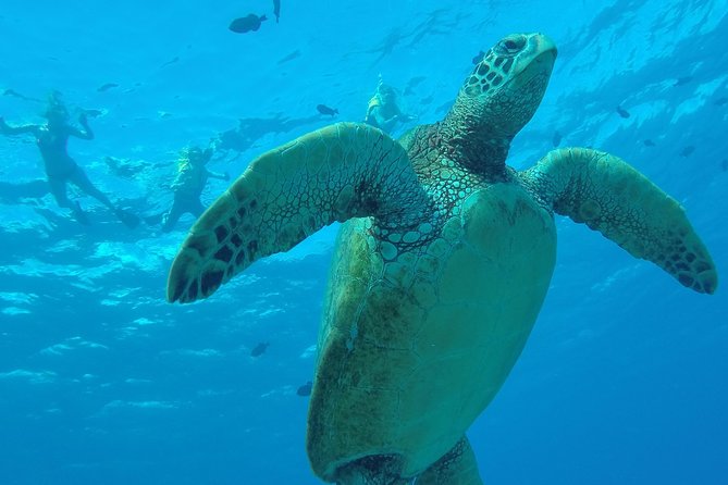 Hanauma Bay Guided Snorkel Tour (With Guaranteed Entrance Time) - Pricing and Fees
