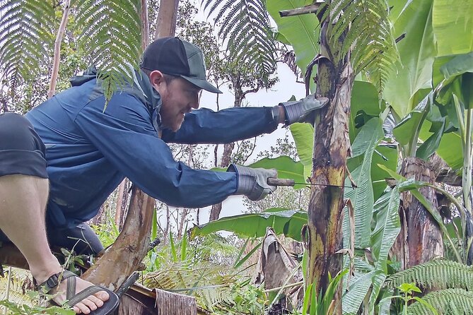 Hawaiian Rainforest Banana Cultivation Experience - Indulge in Fried Green Bananas