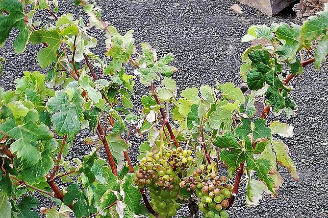 Hiking and Wine Tasting - Discovering Local Winemaking Traditions