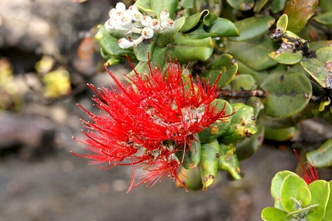 Hilo and Volcano National Park Tour Review - Schedule