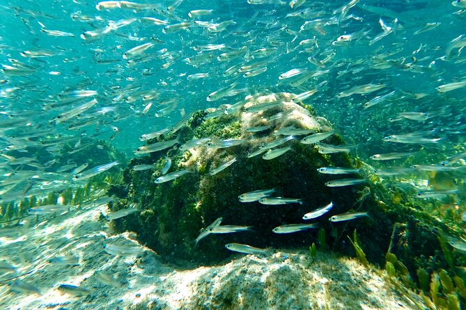 Hilo Sea Turtle Snorkel Adventure - Snorkeling Equipment and Gear