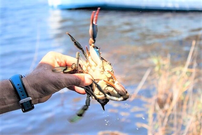 Hilton Head Crabbing Expedition Boat Cruise - Exploring the Local Ecosystem and Wildlife