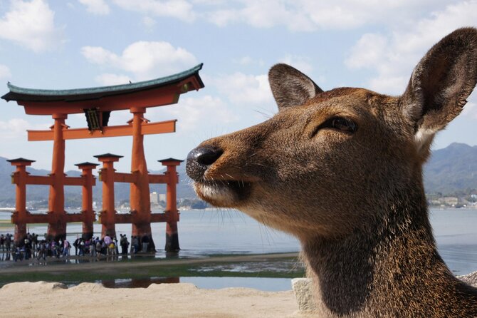 Hiroshima and Miyajima Bus Tour With Indian Lunch - Inclusions