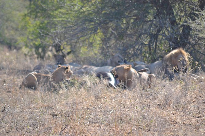 Hluhluwe Imfolozi Big 5 Safari Tour From Durban - Inclusions