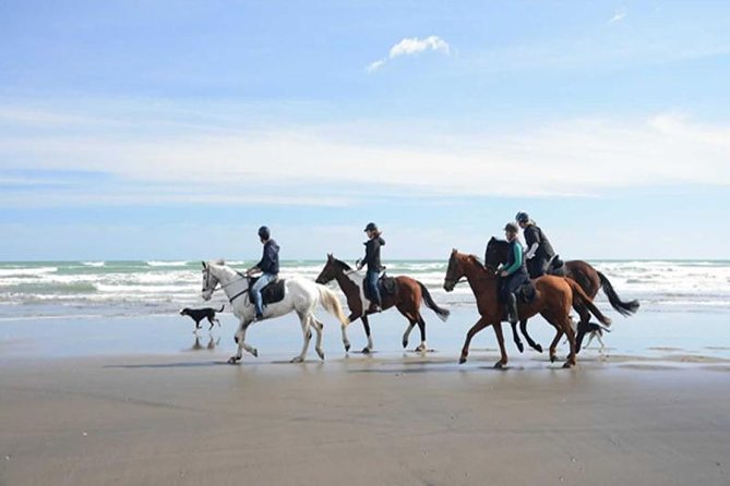 Horse Riding Adventure 2 Hours Sea and Desert - Hurghada - Pickup and Transfer Details