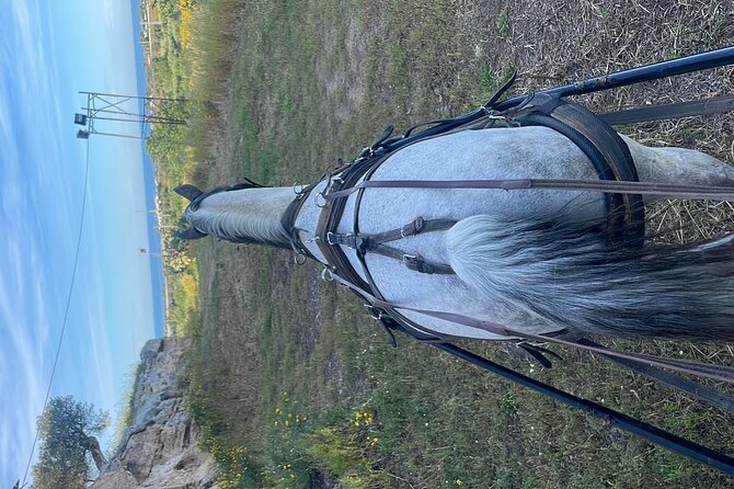 Horseback Riding Through the Apulian Countryside - Meeting and Pickup Details