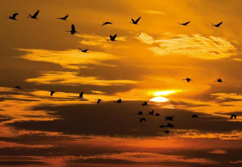 Hortobágy: Crane-watching at Dusk & Visit to the Puszta Park - Itinerary Highlights