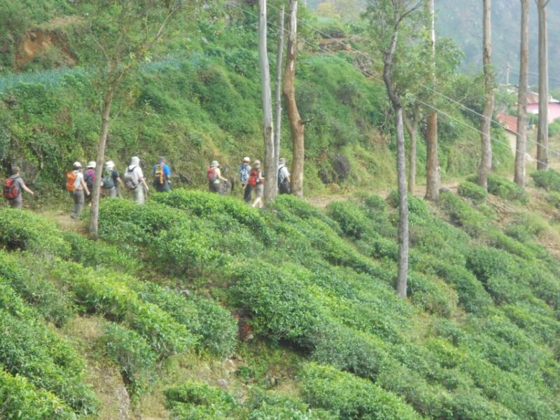 Horton Plains: Pekoe Trail Stage 11 Hiking Trip to Udaweriya - Hiking Experience