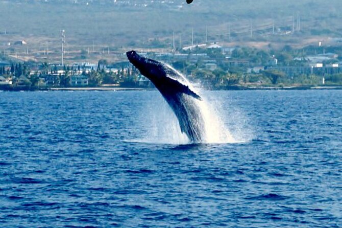 Humpback Whale Watching in Kailua-Kona Review - Amenities and Inclusions
