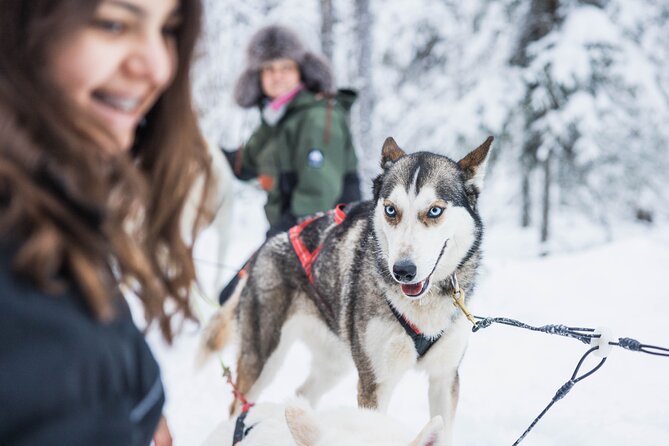 Husky Hugging and Sleigh Ride in Rovaniemi