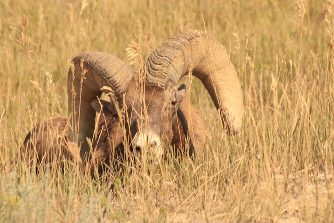 Icons of the West: Black Hills & Badlands 3-Day Tour - Pricing and Availability