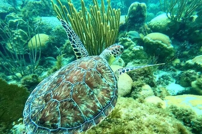 Islamorada: Snorkel Adventure & Sandbar Trip - Preparing for the Snorkeling Activity