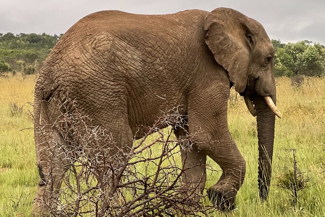 Johannesburg: Private Pilanesberg Park Game Drive Full Day Tour - Pickup and Transportation Details
