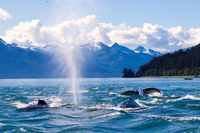 Juneau Whale Watching Adventure - Whale Sightings and Experiences