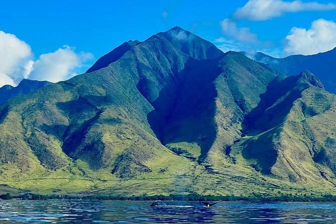 Kayak, Whale Watch, and Snorkel With Optional Photo and Video - Encountering Native Marine Life