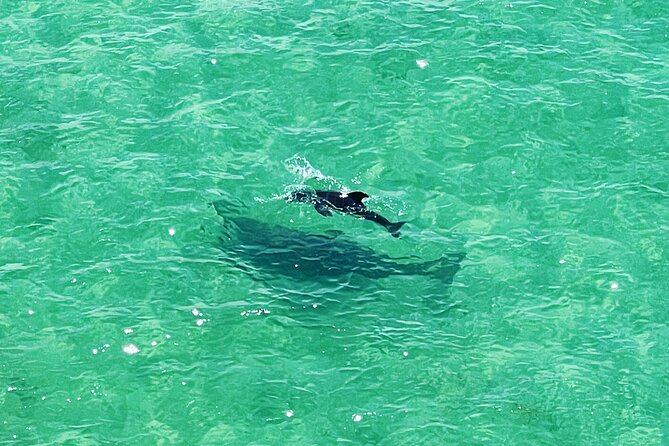 Kayaking Clear Through Clearwater - Suitable for All Skill Levels