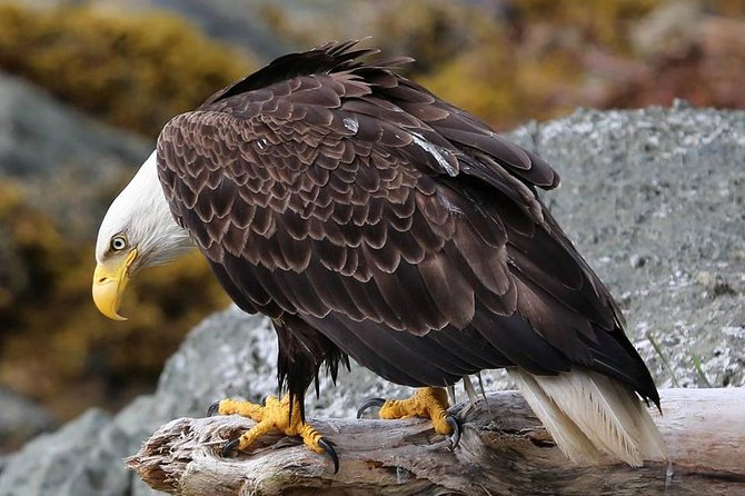 Ketchikan 4 in 1 - Historical Sites and Cultural Insights