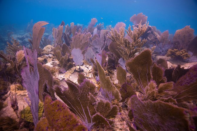 Key Largo 2 Tank Dive Trip - Dive Locations