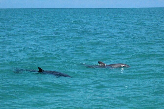 Key West Tours From Miami: Dolphin Discovery, Snorkeling & More ! - Dolphin Discovery Experience