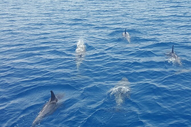 Key Wests Favorite Afternoon Dolphin Sail - Experience Highlights
