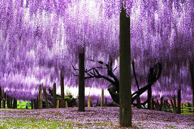 Kitakyushu Kawachi Wisterias Blossom Garden Day Bus Tour - Exploring the Surrounding Area