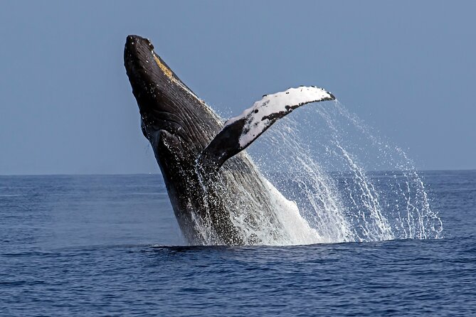 Kona Humpback Whale Watching Review - Meeting and Pickup